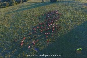Fazenda Reconquista - Cachoeira do Sul.00_01_16_26.Quadro018_7e94e39e2cd955227ae3bdc17d5666e41376f338.png